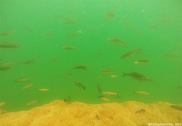 Fishes Wadi bani khalid Oman