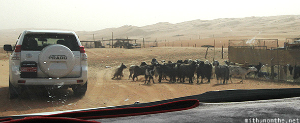 Goats herd desert Oman