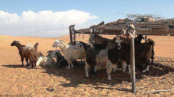 Goats Oman desert