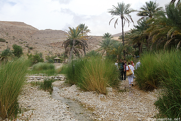Tall grass Wadi Bani Khaled Oman