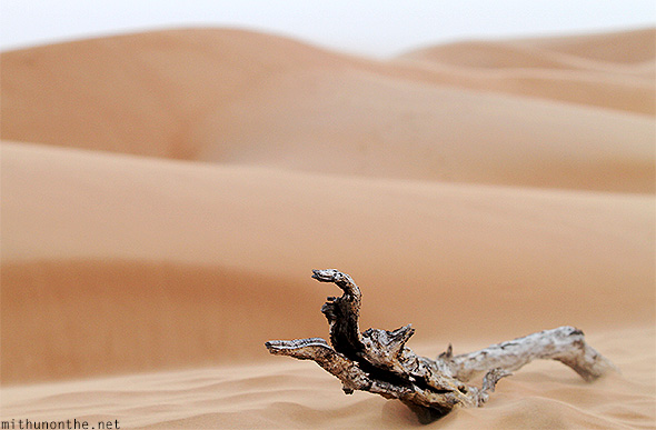 Tree bark Oman desert