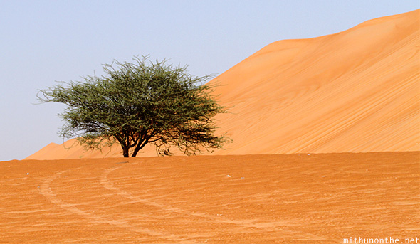 Tree Oman desert