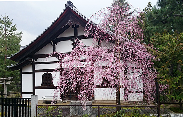 Cherry blossom old Kyoto Japan