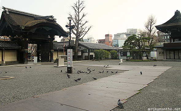 Nishi and Higashi Honganji pigeons Kyoto Japan