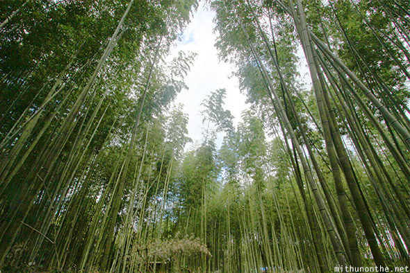 Arashiyama bamboo forest Kyoto Japan