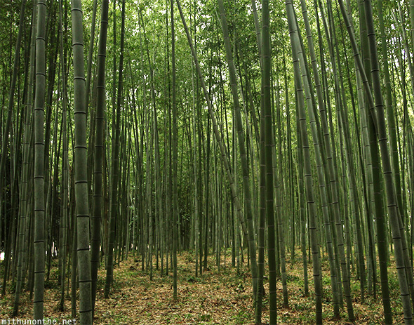 Bamboo forest Arasiyama Kyoto Japan