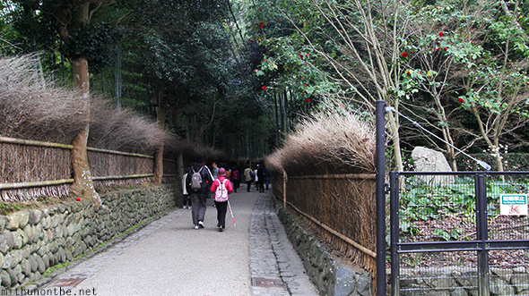 Bamboo forest entrance Kyoto
