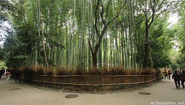 Bamboo forest turn Kyoto Japan