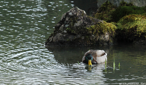 Duck lake Kinaku-ji Kyoto Japan