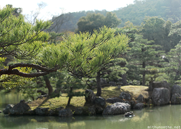 Japan tree leaves Kyoto