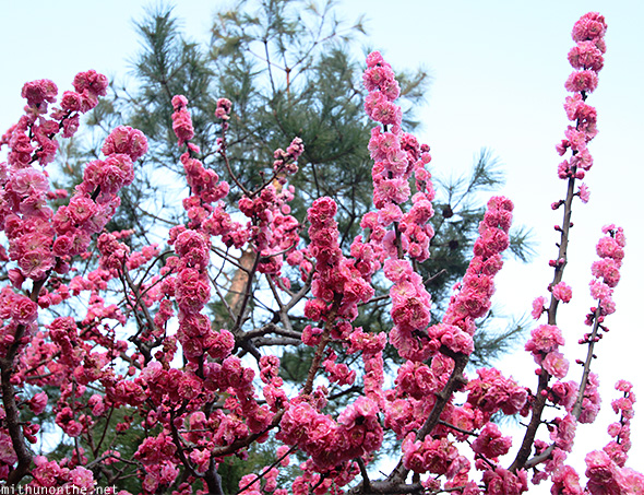Pink sakura flowers Kyoto Japan