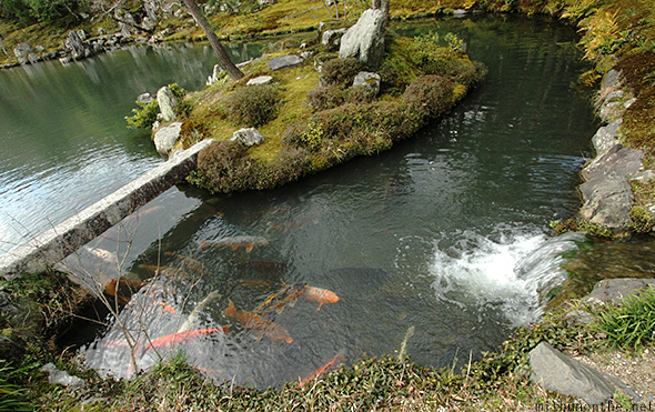 Tenryuji lake koi fish Japan