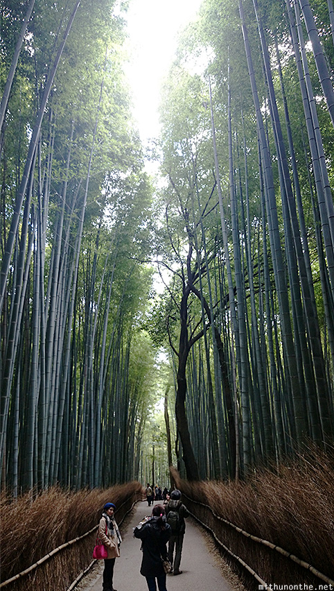 Arashiyama bamboo forest Japan