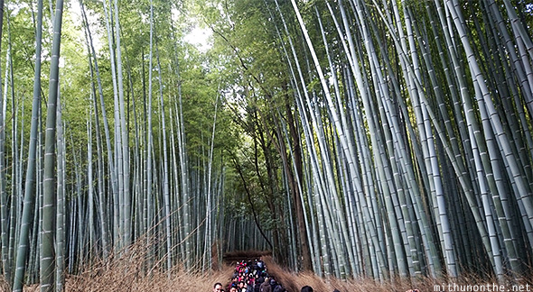 Arashiyama bamboo forest Kyoto
