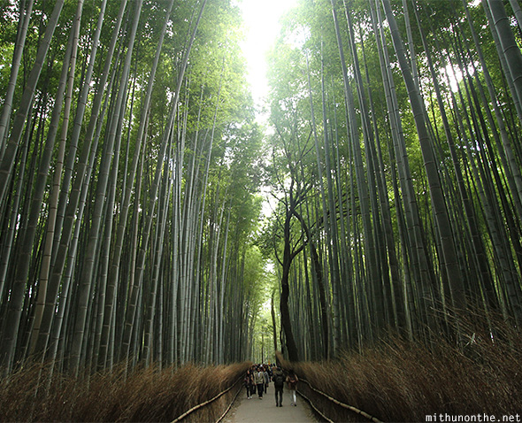 Japan Bamboo Forest In Arashiyama Kyoto