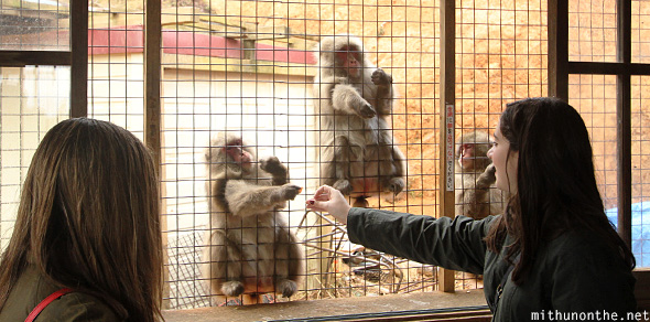 Japanese monkey asking for food Kyoto