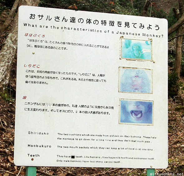 Japanese Monkey Park Arashiyama