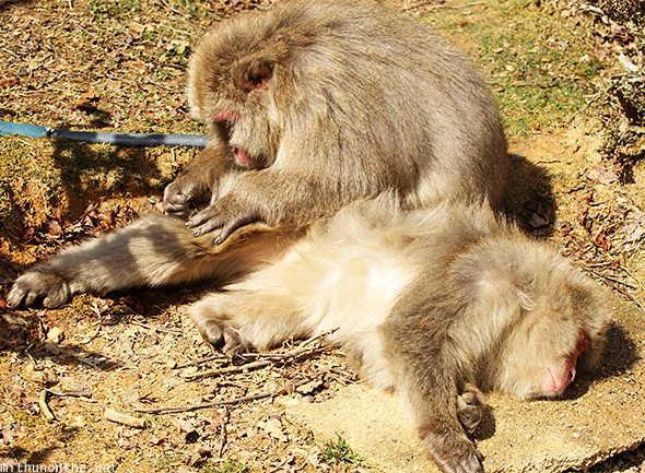 Japanese monkey scratching Arashiyama