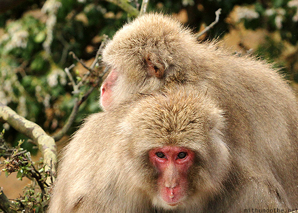 Japanese monkeys close up Kyoto