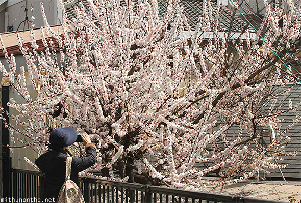 Sakura tree Arashiyama Japan