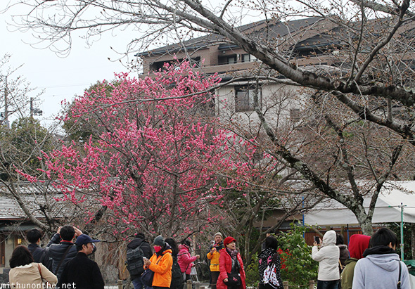 Sakura tree park Arashiyama