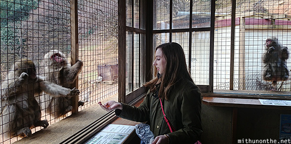 Tourist feeding monkeys park Arashiyama