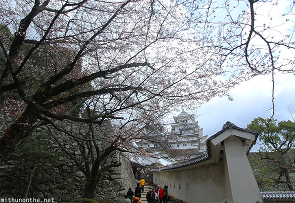 Himeji castle sakura season Japan
