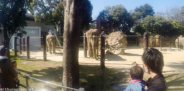 African elephants enclosure Ueno Zoo