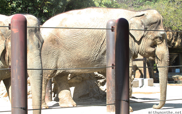 African elephants Ueno Zoo Japan