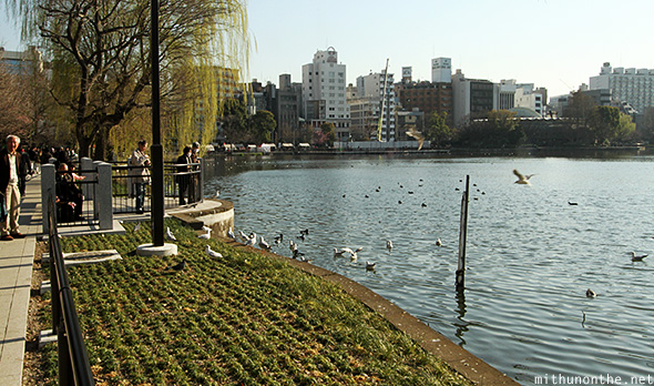 Bird feeding Shinobazu pond Tokyo