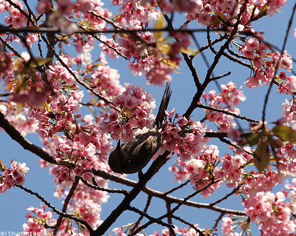 Bird nectar cherry blossom flower Japan