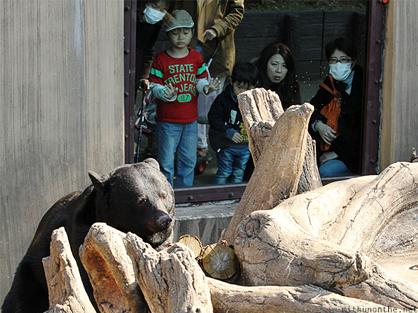 Hokkaido bear Ueno zoo
