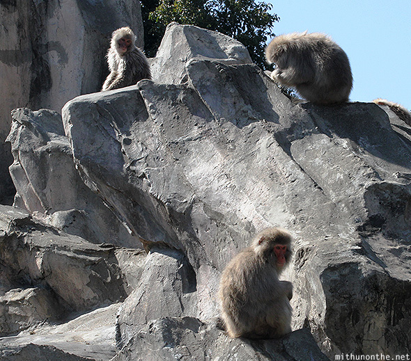 Japanese macaque Ueno zoo Japan