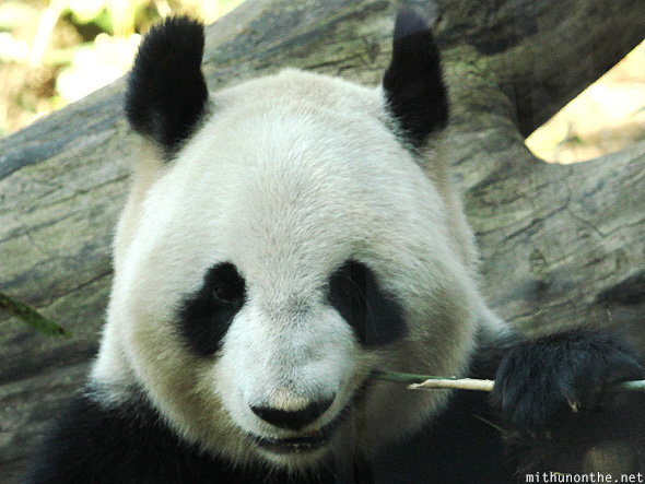 Panda chewing bamboo Tokyo Japan