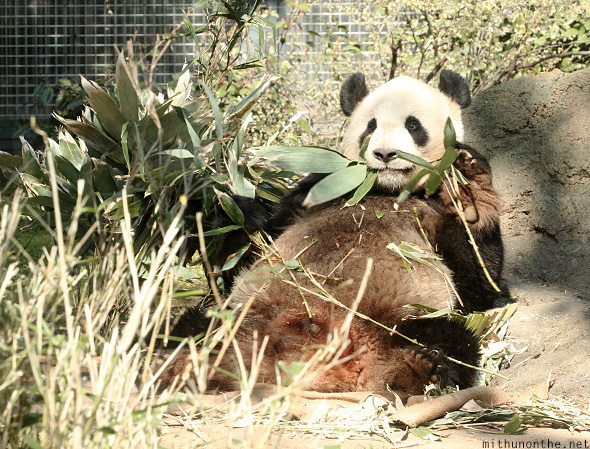 Panda eating Ueno zoo Japan