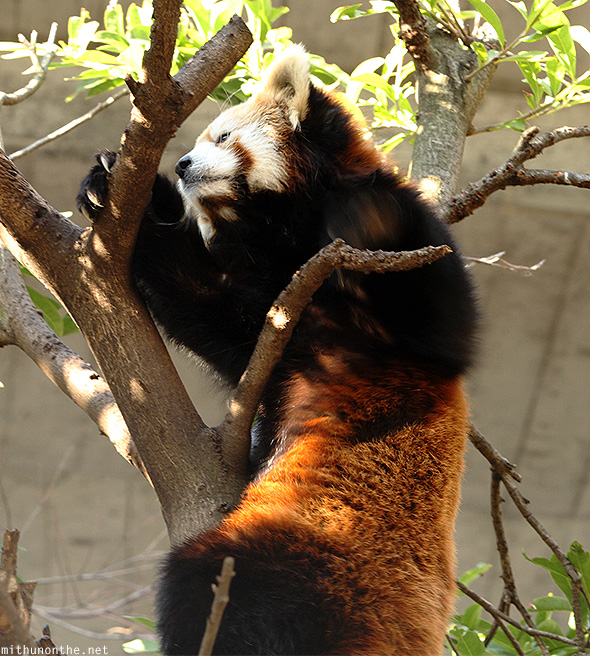 Red panda climbing tree Japan