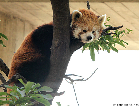 Red pandas Ueno zoo Tokyo