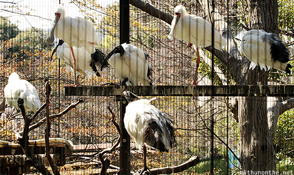 Sacred ibis Ueno zoo Japan