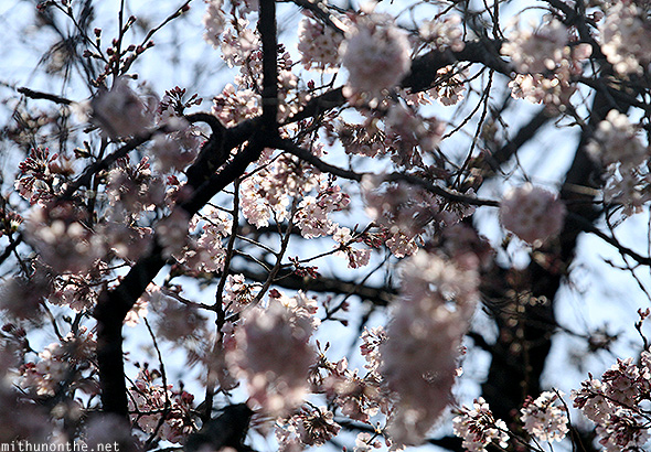White cherry blossom Ueno park