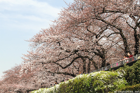 Cherry blossom trees Sumida-gawa Tokyo
