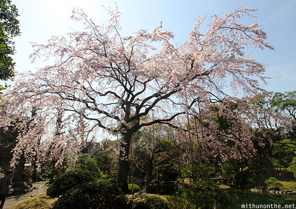 Sakura tree Denboin garden Tokyo Japan