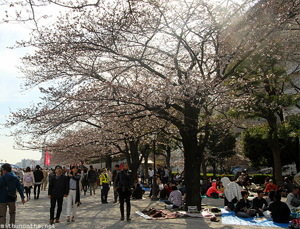 Sakura tree Sumida Park Tokyo