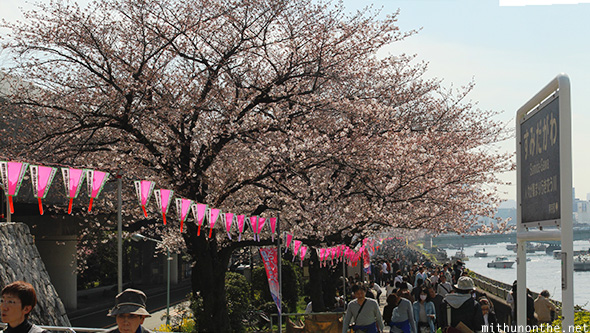 Sakura trees Sumida-gawa Tokyo