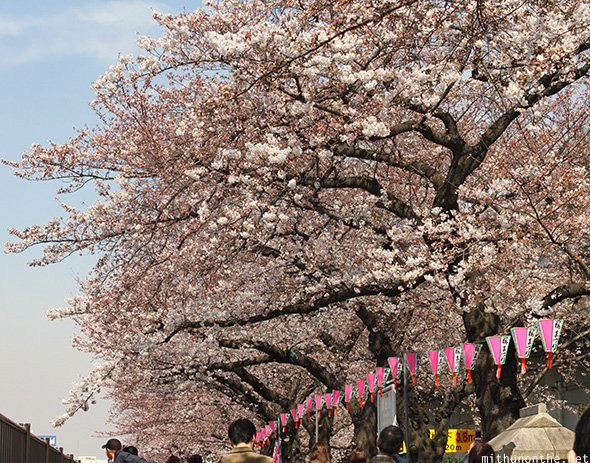 Sakura trees Sumida river Tokyo