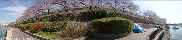 Sumida-gawa sakura trees panorama