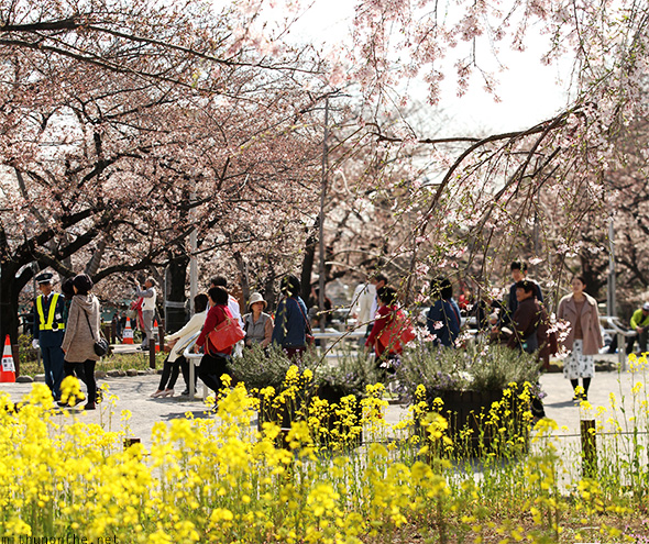 Sumida park sakura flowers yellow Tokyo