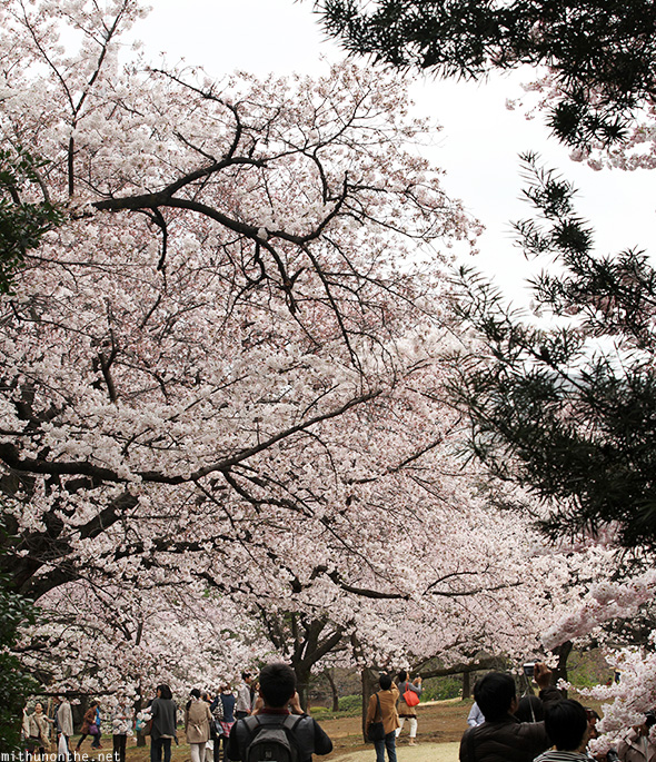 Big sakura Shinjuku garden during Hanami
