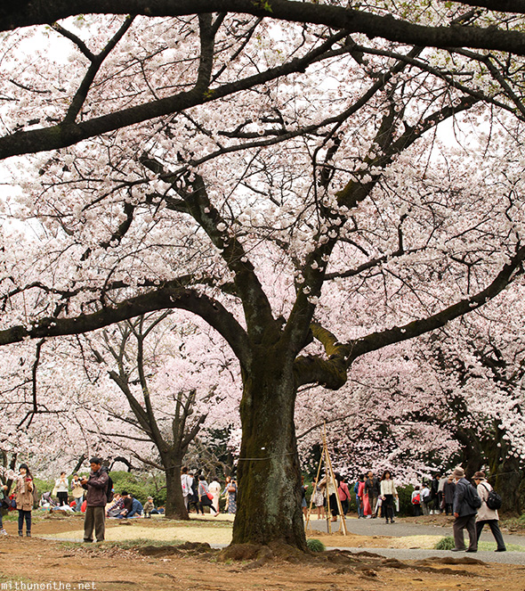 Cherry blossom tree Shinjuku garden Tokyo