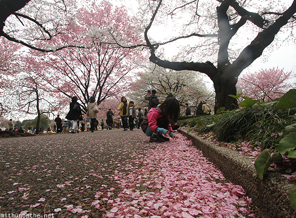 Child picking cherry blossom petals Japan