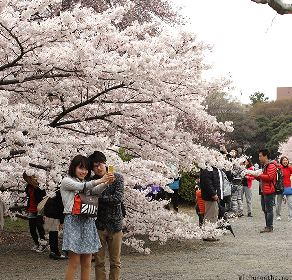 Couples Shinjuku Gyoen in spring